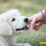 The Role of Dog Owners' Liability in Cases of Brain Injury in Children